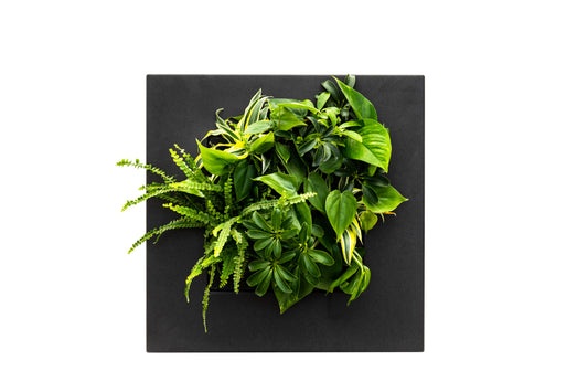 LivePicture GO - Not Including Plants