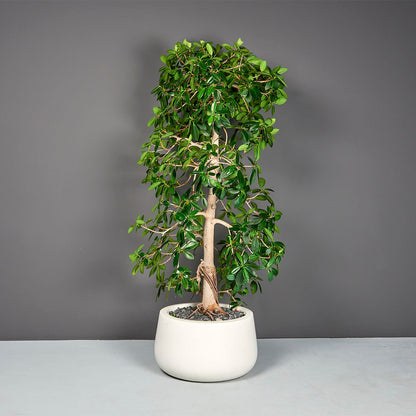 Short Hayden Tapered Round Planter