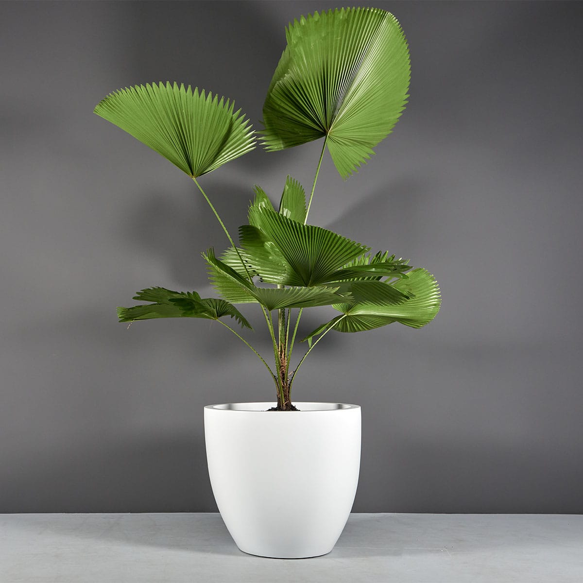 Wannsee Extra Large Round Planter