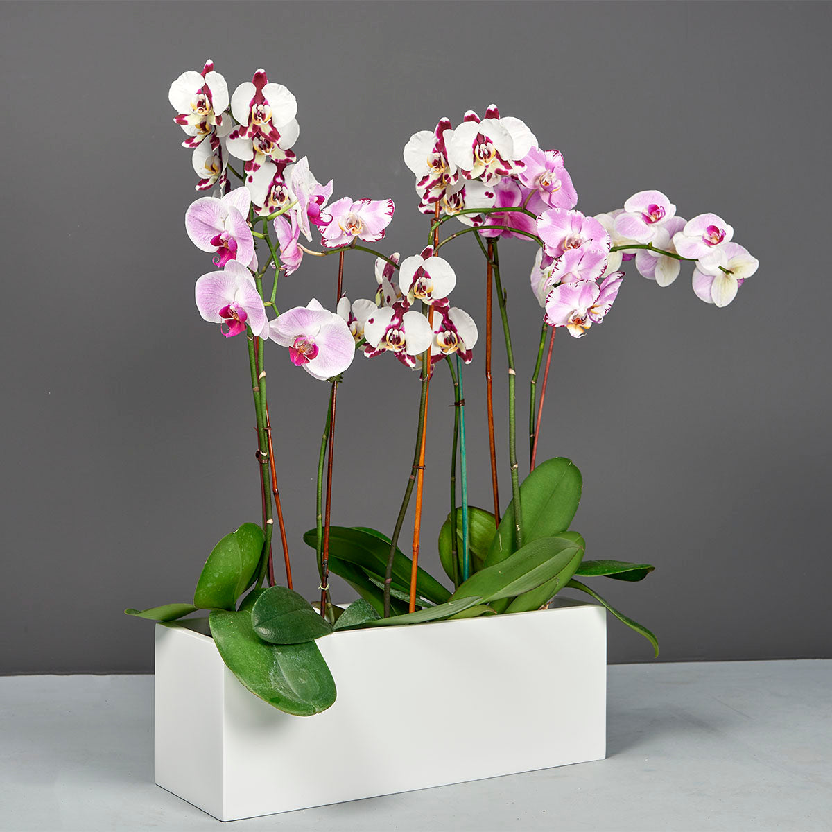 Tupelo Rectangle Tabletop Planter