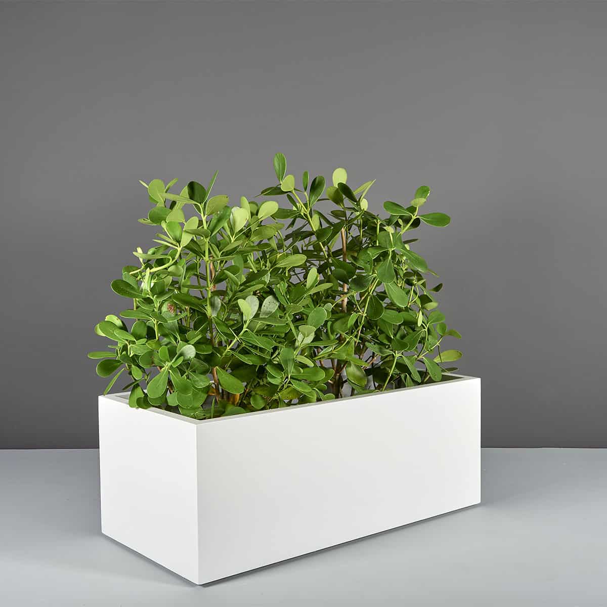 Torino Wide Rectangle Planter