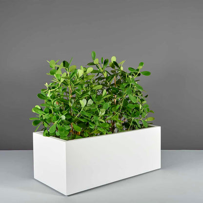 Torino Wide Rectangle Planter
