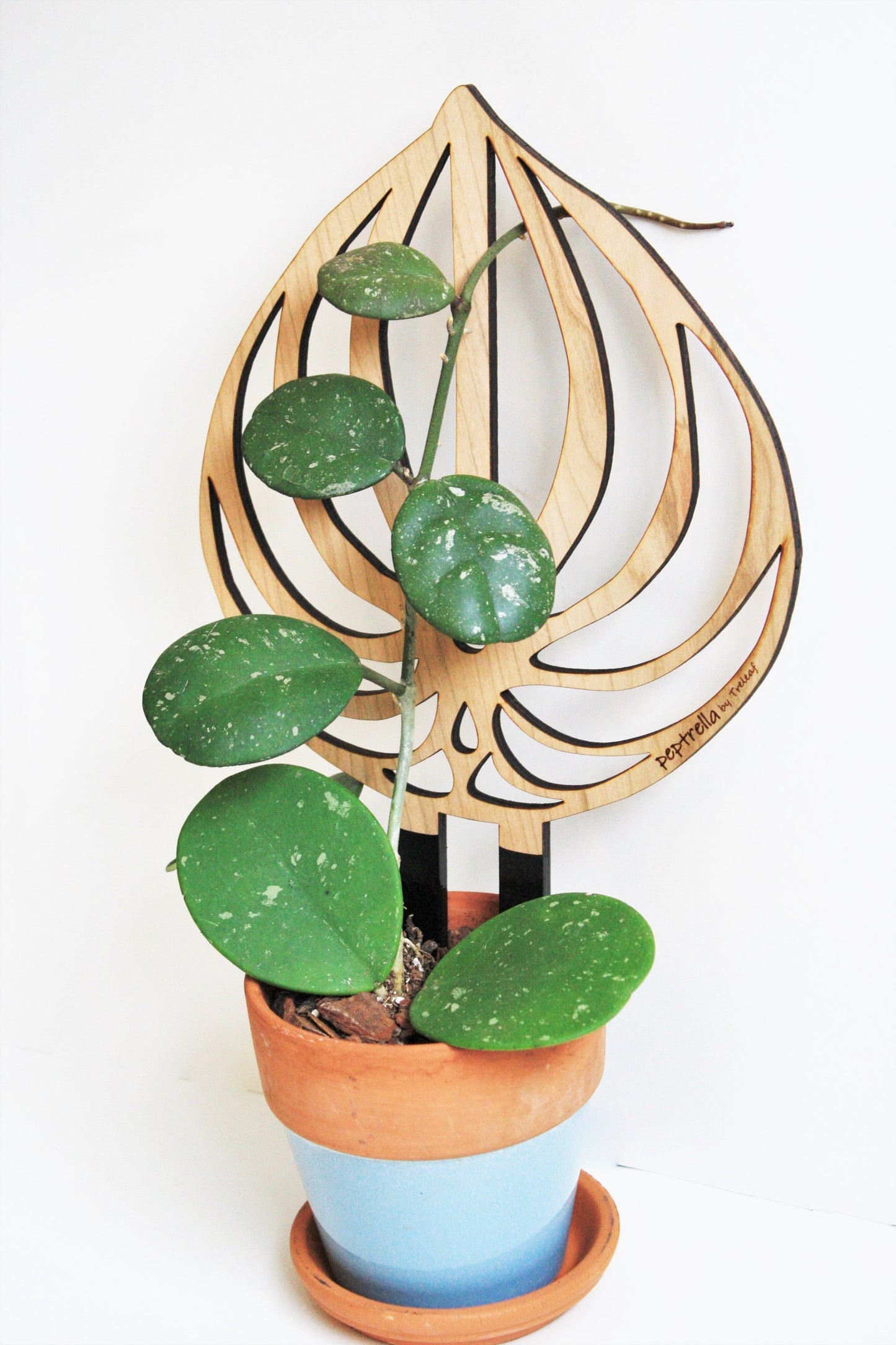 Peptrella - Plant trellis inspired by watermelon peperomia