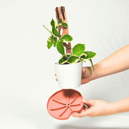 Lili Sausr - Lilly pad shaped Saucer - Spill tray - Drip tray for houseplants - Humidity tray