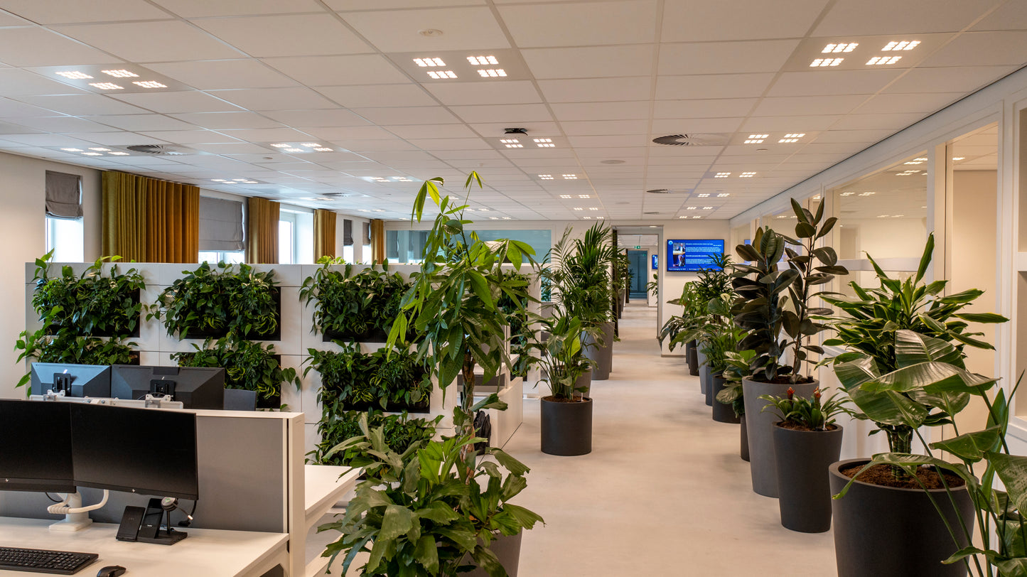 LiveDivider - Plants Not Included
