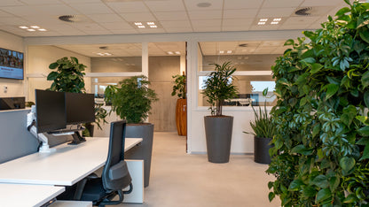 LiveDivider - Plants Not Included