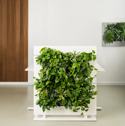 LiveDivider - Plants Not Included