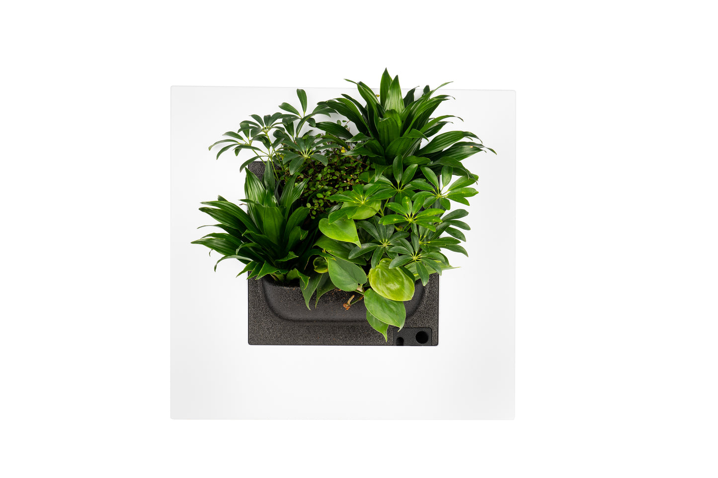 LivePicture GO - Not Including Plants