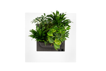 LivePicture GO - Not Including Plants