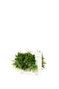 LiveDivider - Plants Not Included