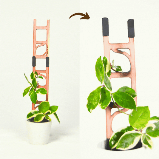 Stella - Modular ladder support