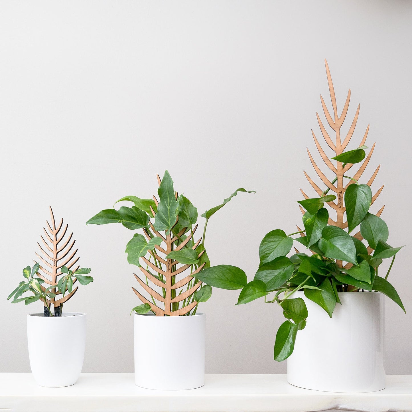 Palmella - Plant trellis inspired by the Palm Leaf