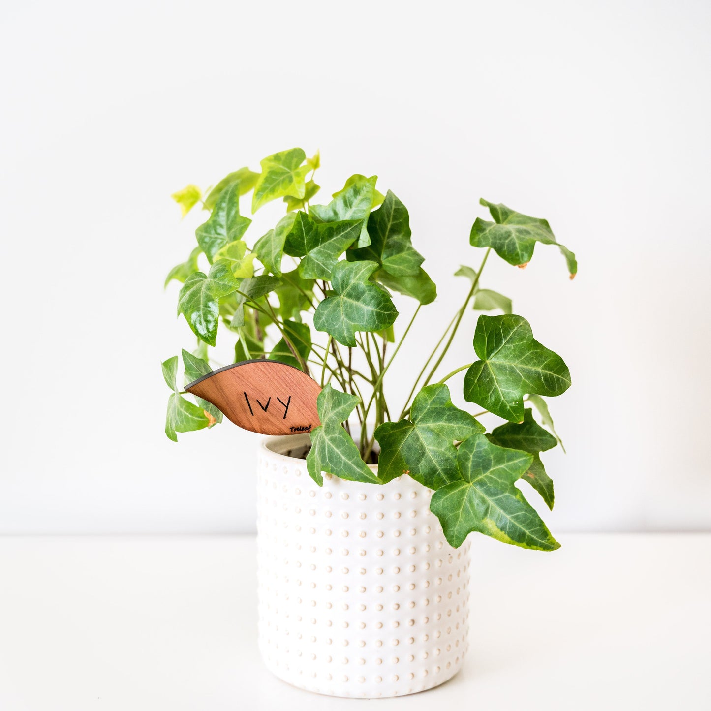 Folia - Wooden plant tags - Leaf-shaped plant labels