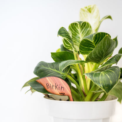 Folia - Wooden plant tags - Leaf-shaped plant labels
